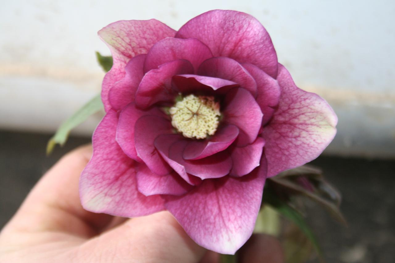 Helleborus orientalis 'Double Red' Wilgenbroek Selection-2-