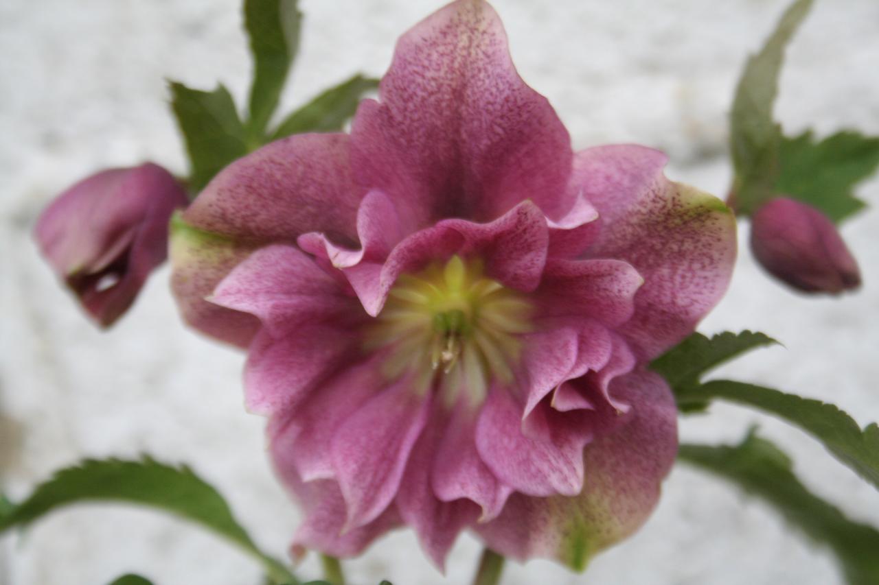 Helleborus orientalis 'Double Red' Wilgenbroek Selection