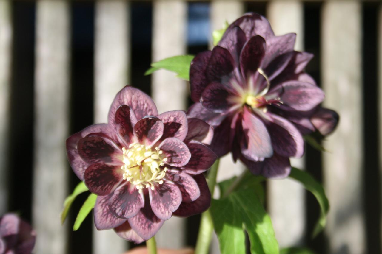 Helleborus orientalis 'Double Slaty Blue' Wilgenbroek Selection -3-