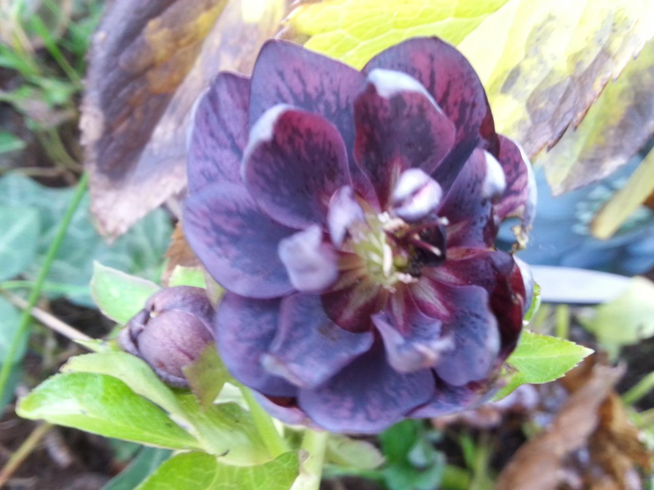 Helleborus orientalis 'Double Slaty Blue' WS