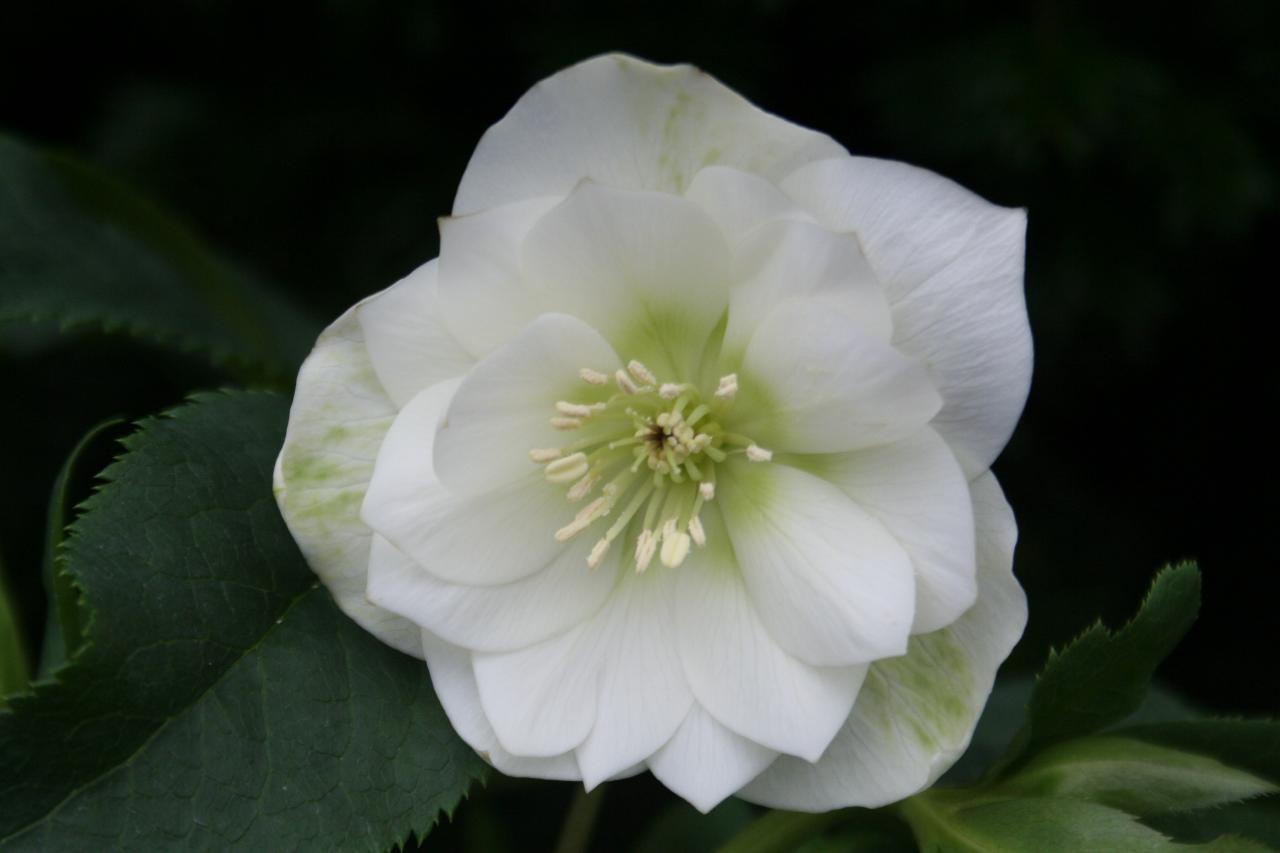 Helleborus orientalis 'Double White' Wilgenbroek Selection