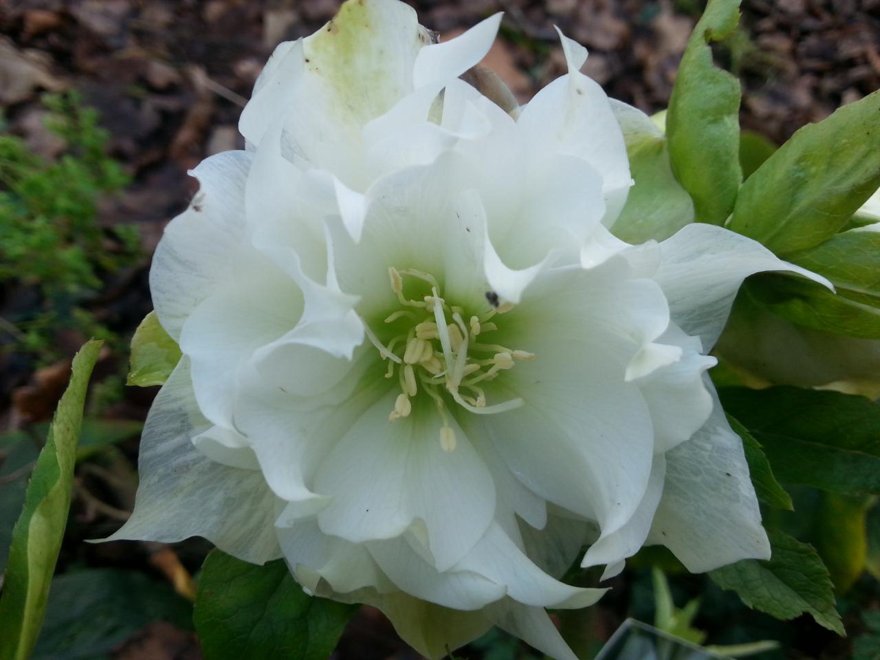 Helleborus orientalis 'Double White' WS (2)