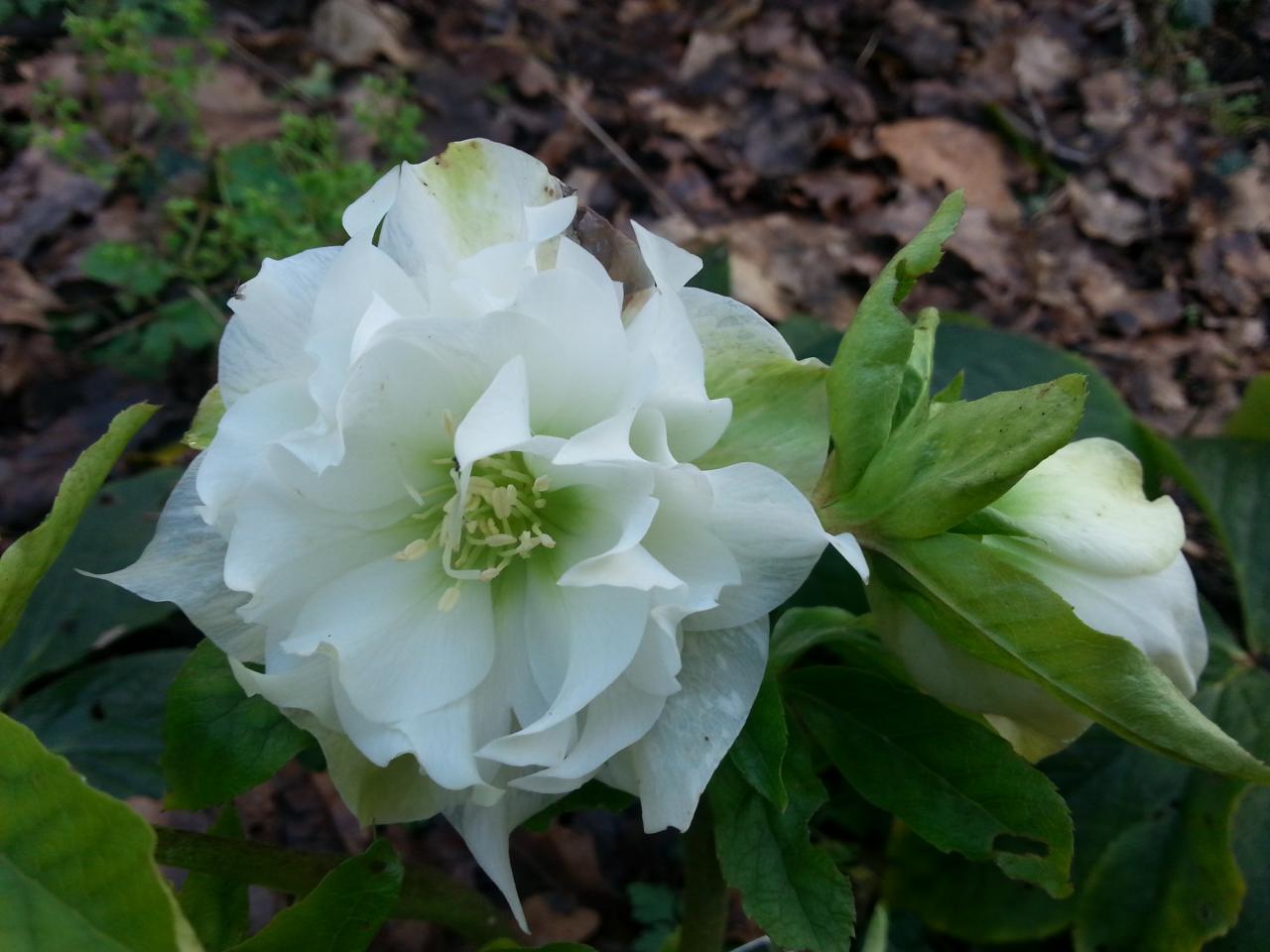 Helleborus orientalis 'Double White' WS