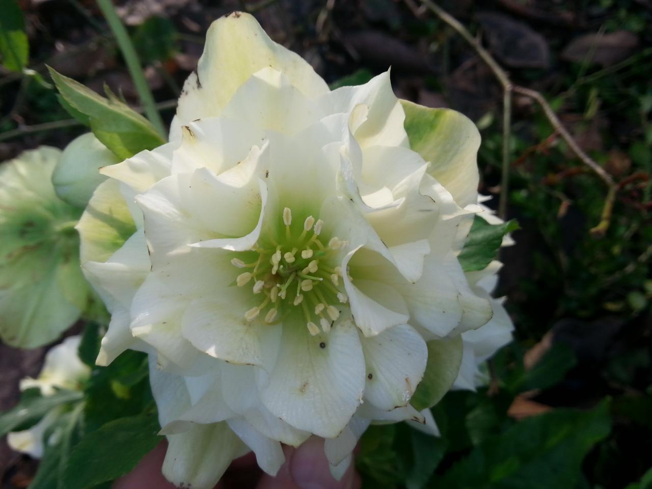 Helleborus orientalis 'Double Yellow GOLDEN LOTUS' WS (2)