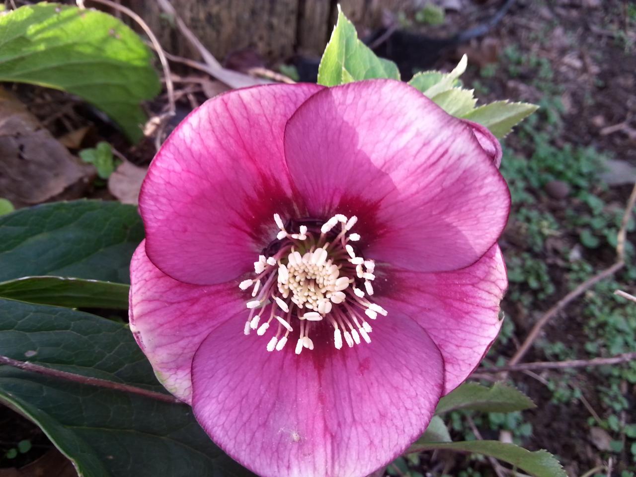 Helleborus orientalis 'Fuchsia' Wilgenbroek Selection