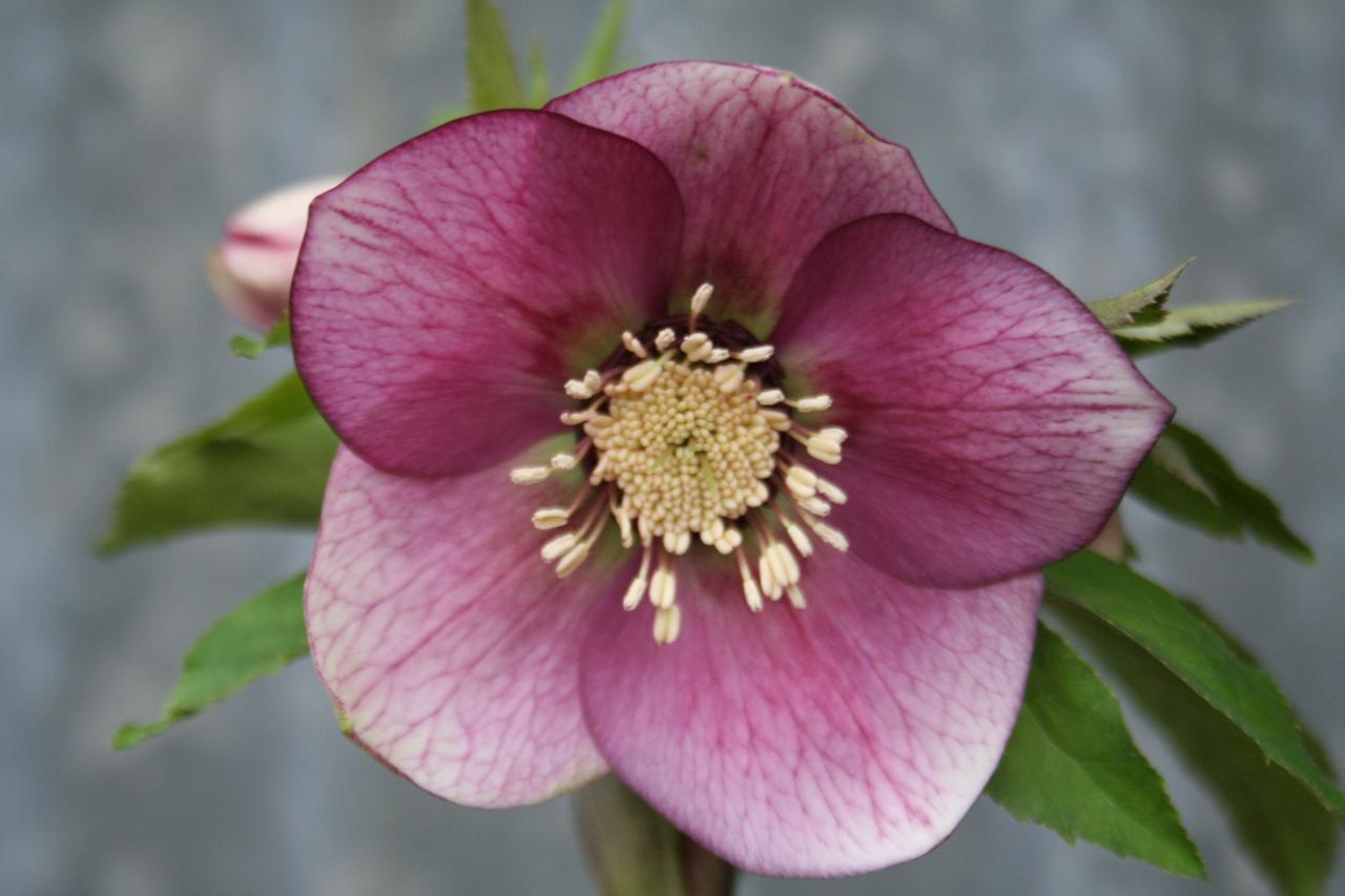 Helleborus orientalis 'Fuchsia' Wilgenbroek Selection