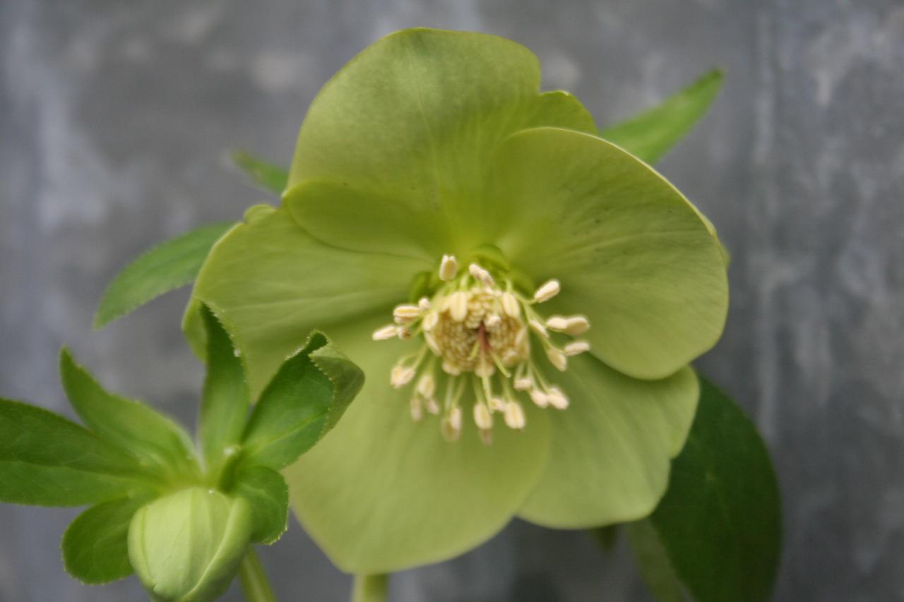 Helleborus orientalis 'Green' Wilgenbroek Selection-3-