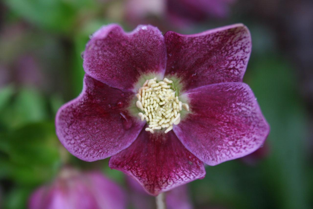 Helleborus orientalis 'Guttatus Red' Wilgenbroek Selection (2)