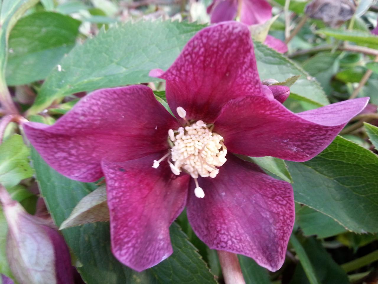 Helleborus orientalis 'Guttatus Red' WS