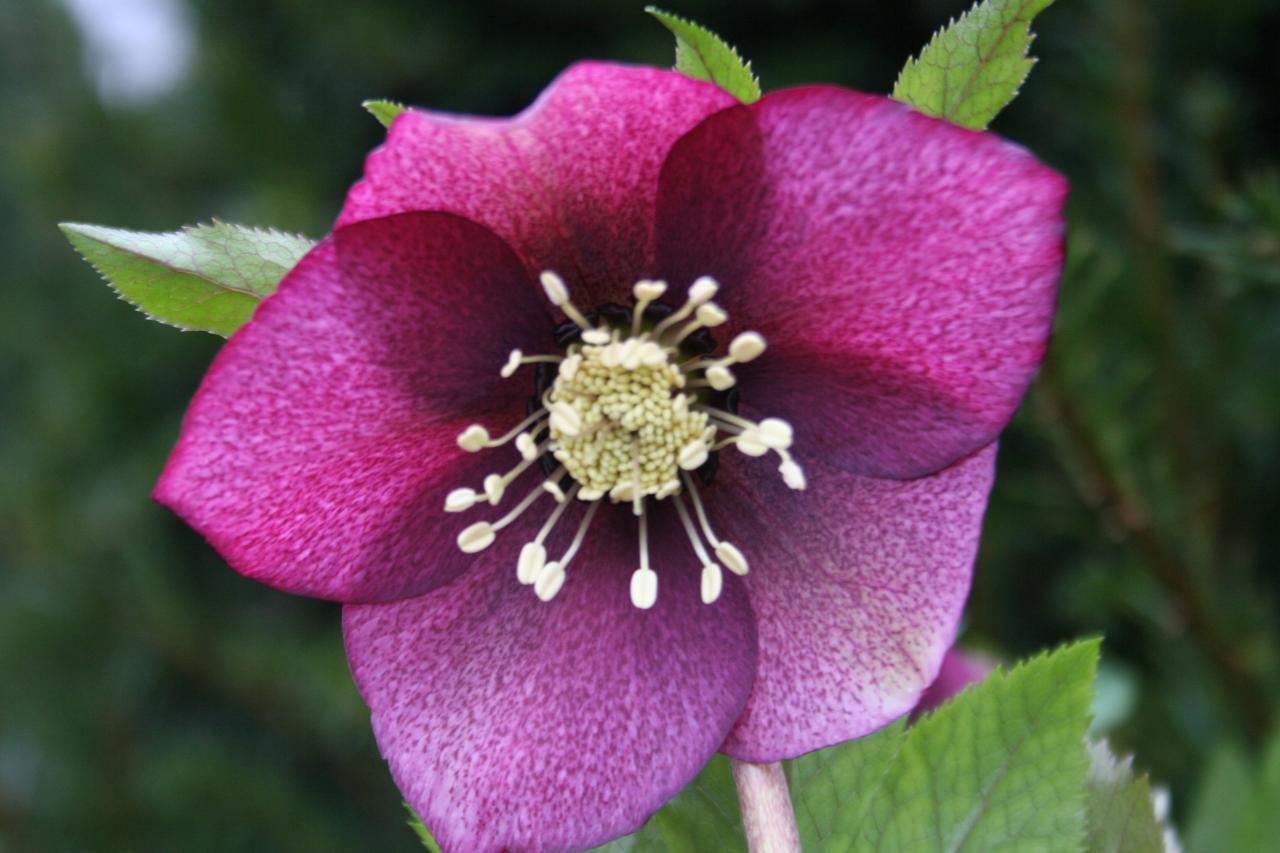 Helleborus orientalis mixed colors Wilgenbroek Selection-2-