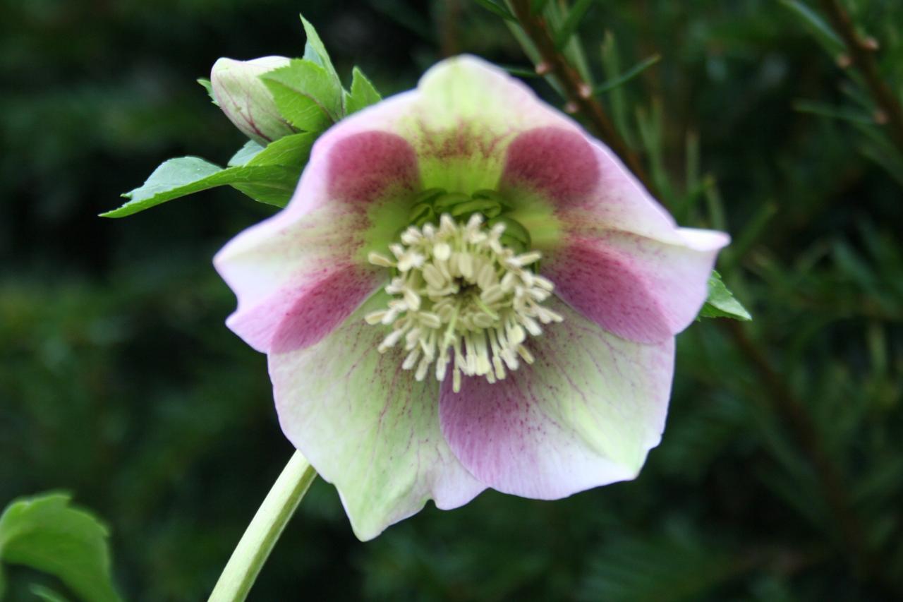 Helleborus orientalis mixed colors Wilgenbroek Selection