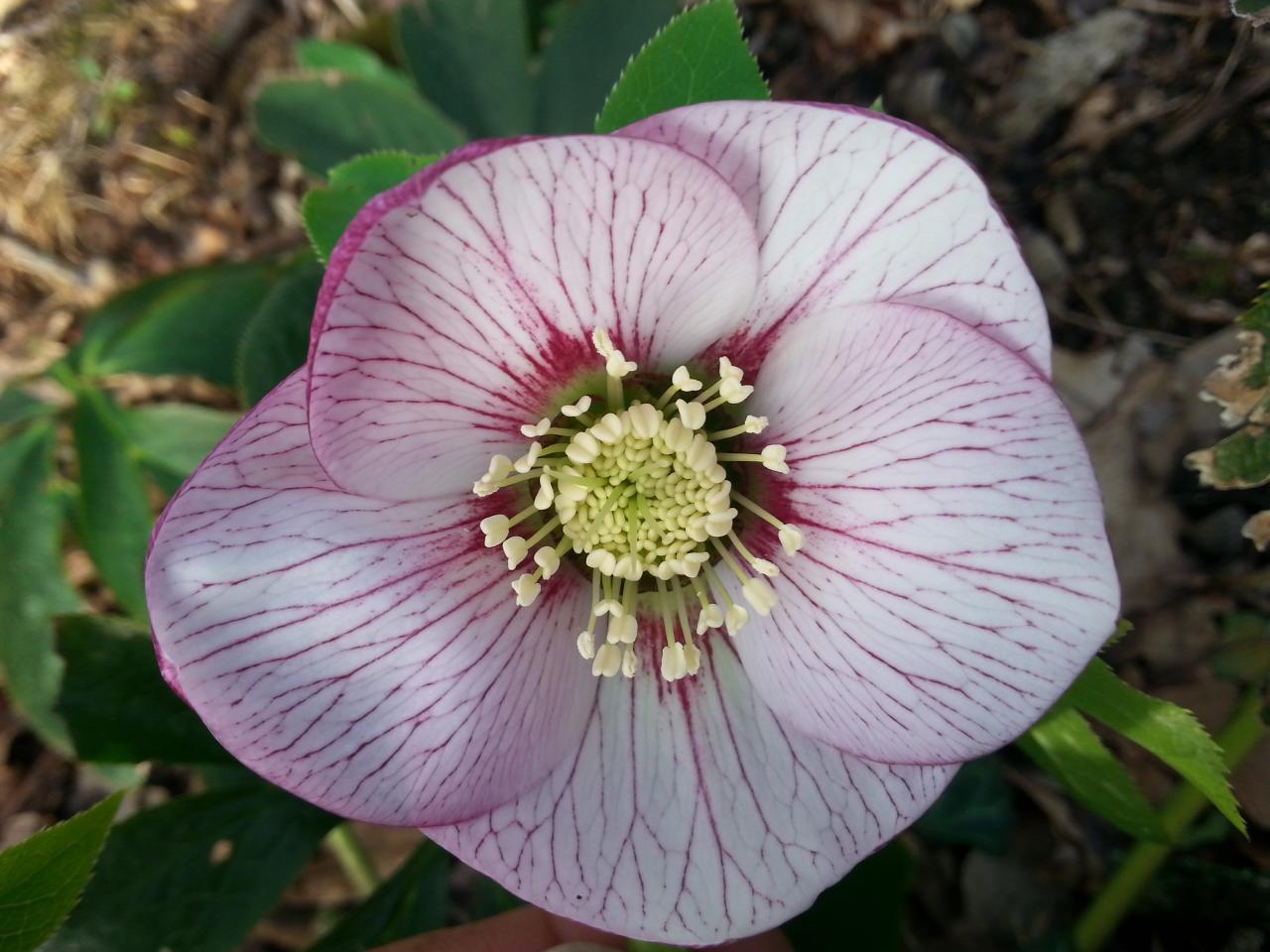 Helleborus orientalis 'Peach Spotted' WS (2)