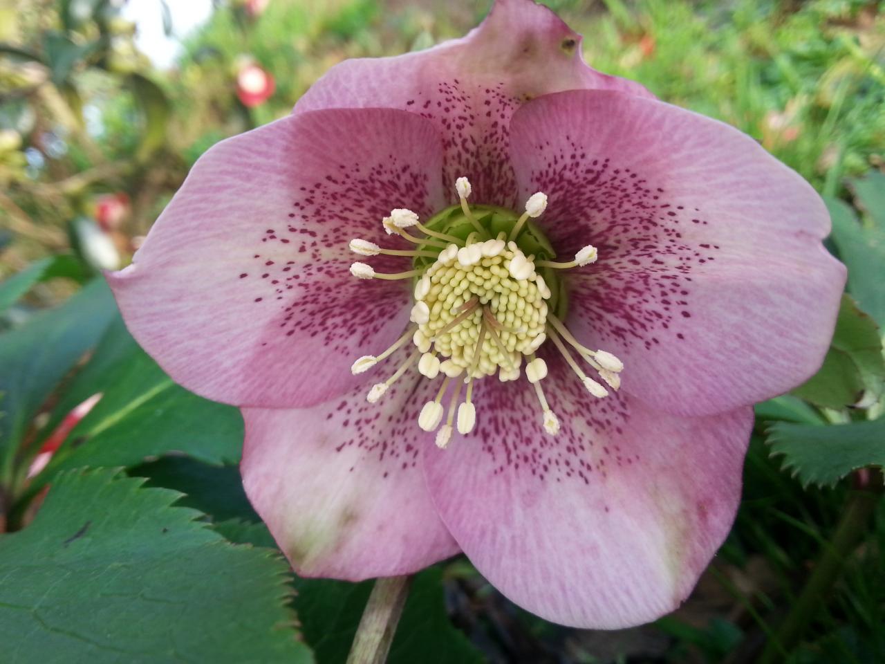 Helleborus orientalis 'Peach Spotted' WS