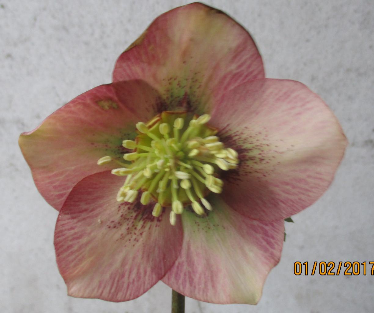 Helleborus orientalis 'Peach with Red Heart' WS - Copie (2)