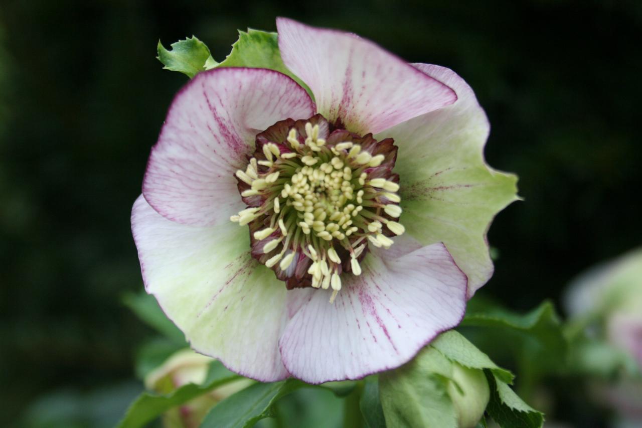 Helleborus orientalis 'Anemone Picotee' Wilgenbroek Selection