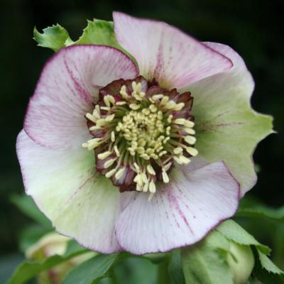 Helleborus orientalis 'Anemone Picotee' Wilgenbroek Selection