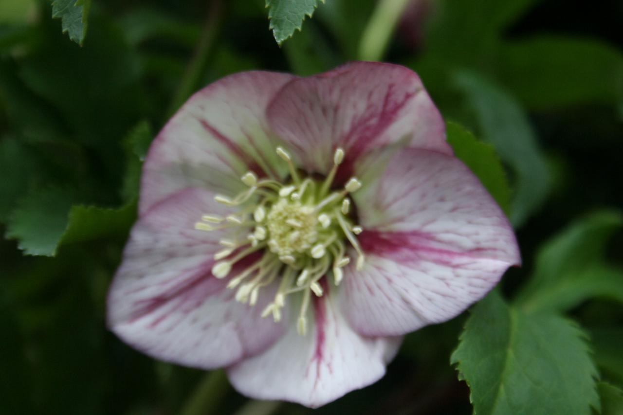 Helleborus orientalis 'Picotee' Wilgenbroek Selection