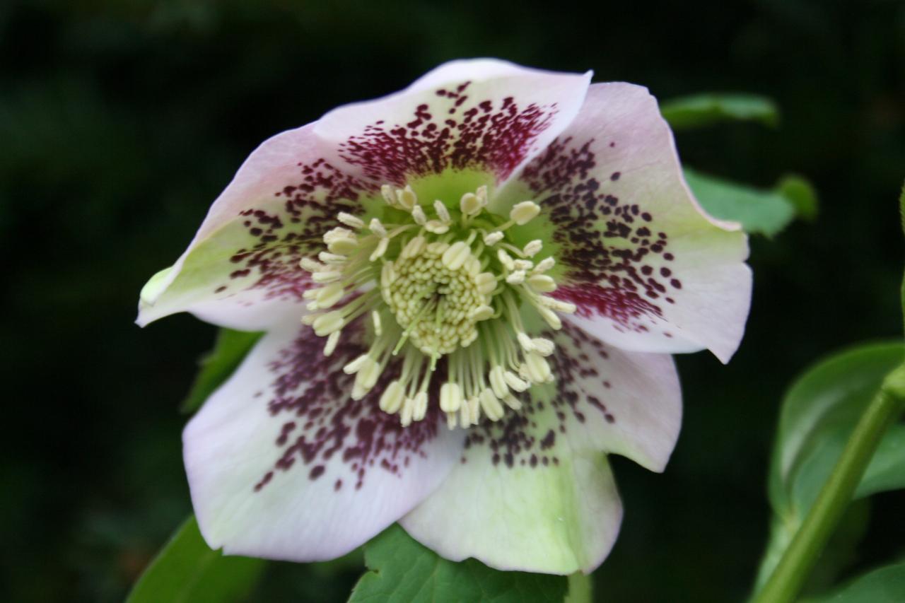 Helleborus orientalis 'Pink Spotted' Wilgenbroek Selection