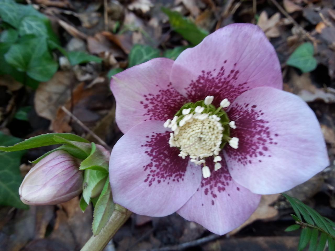 Helleborus orientalis 'Pink Spotted with Green Center' WS