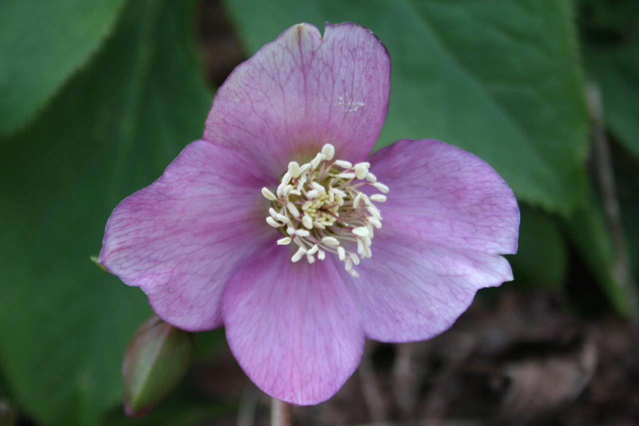 Helleborus orientalis 'Pink Spotted with Green Center' WS