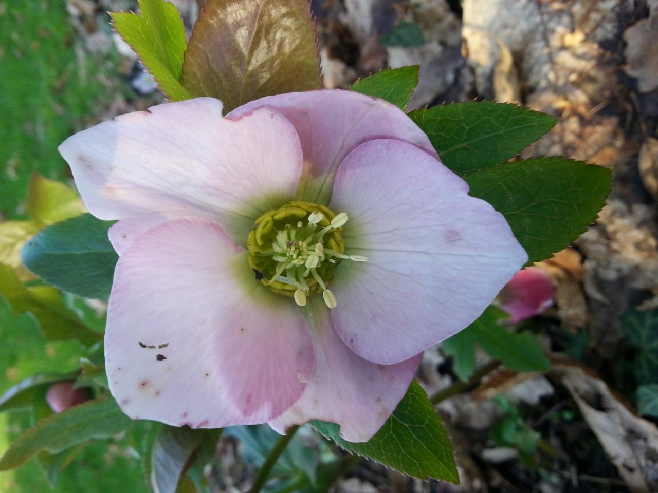 Helleborus orientalis 'Pink' Wilgenbroek Selection