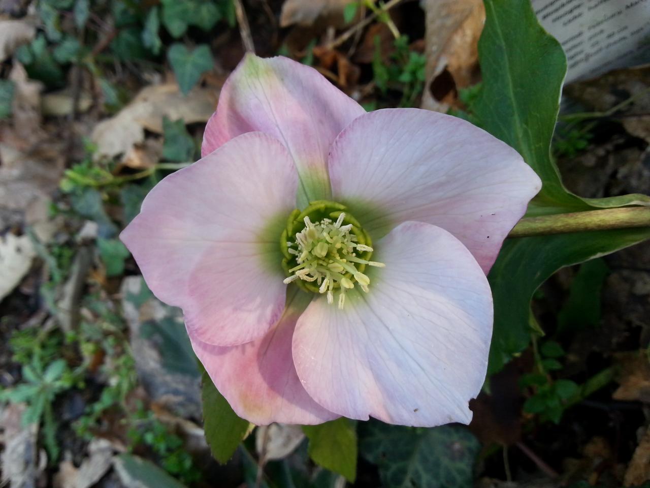 Helleborus orientalis 'Pink' Wilgenbroek Selection (2)