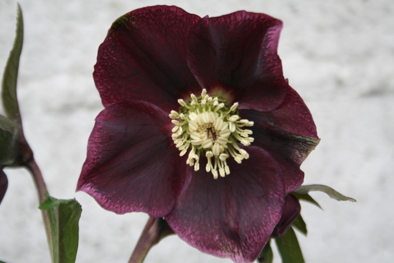 Helleborus orientalis 'Red Spotted' Wilgenbroek Selection