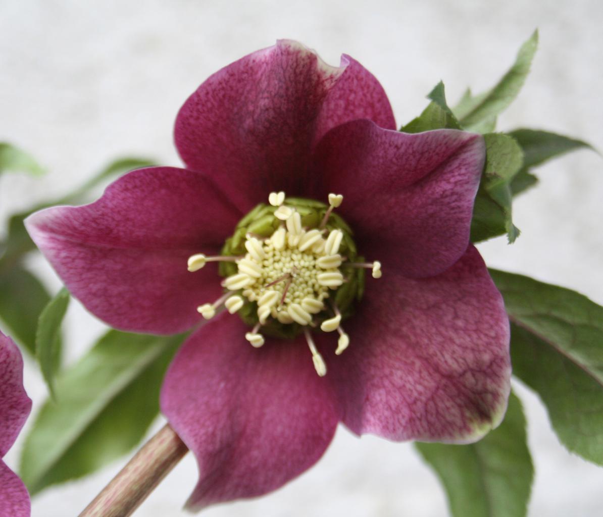 Helleborus orientalis 'Red' Wilgenbroek Selection_modifié-1