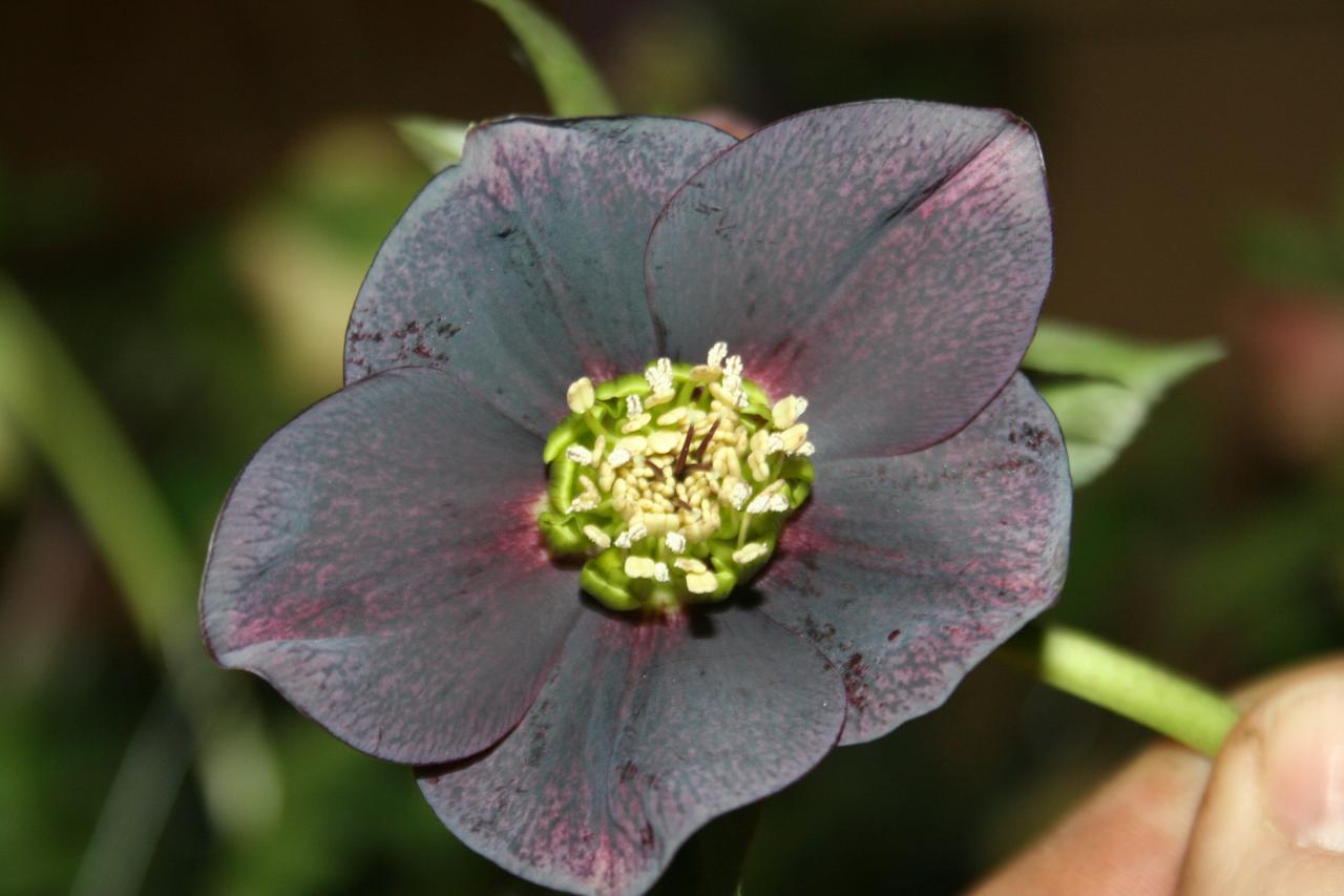 Helleborus orientalis 'Slaty Blue' Wilgenbroek Selection -2-