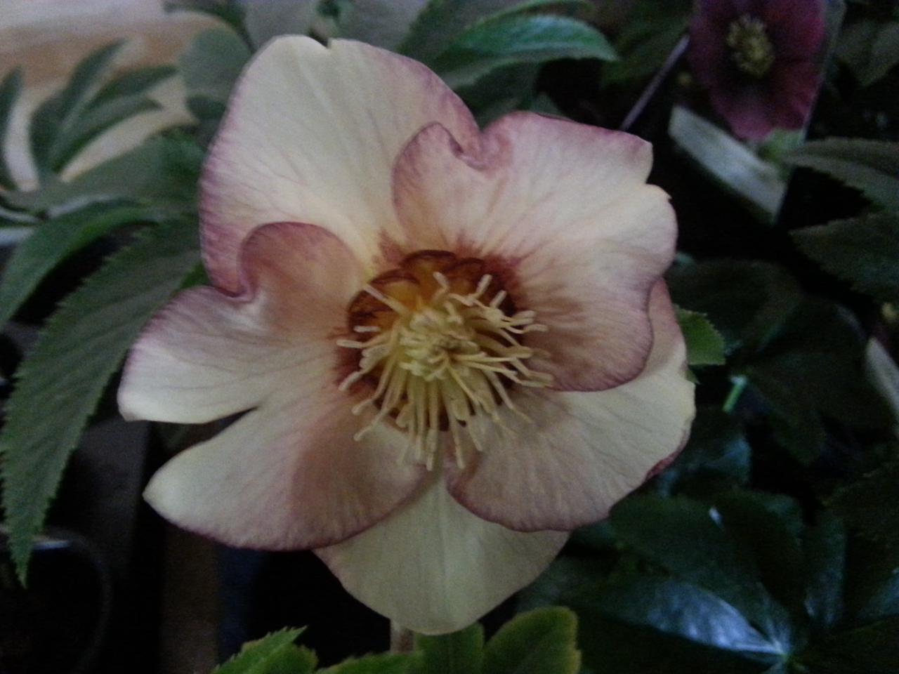 Helleborus orientalis 'Special Picotee' WS (2)