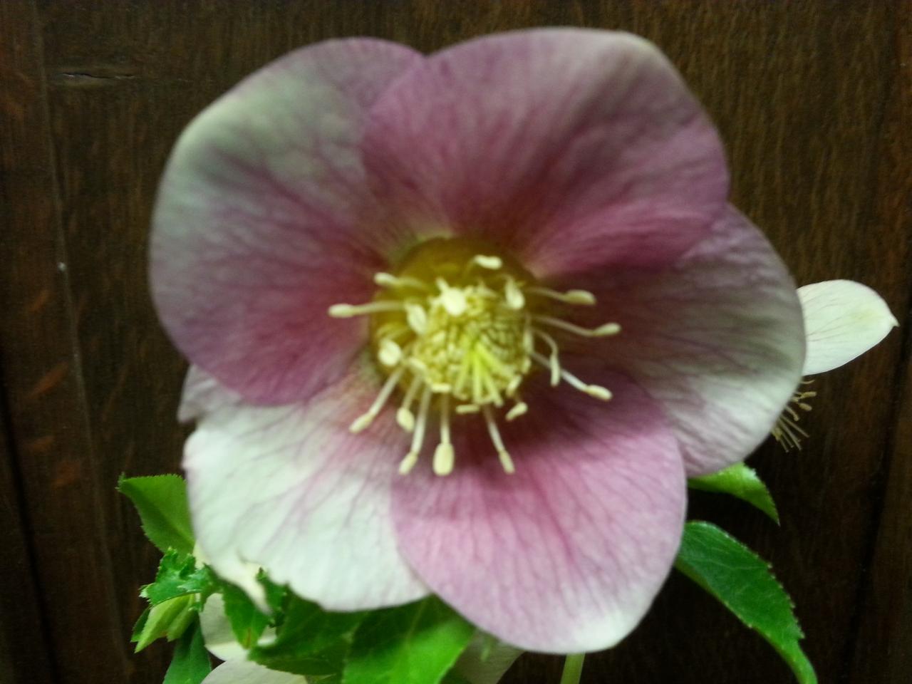Helleborus orientalis 'Special Pink' WS