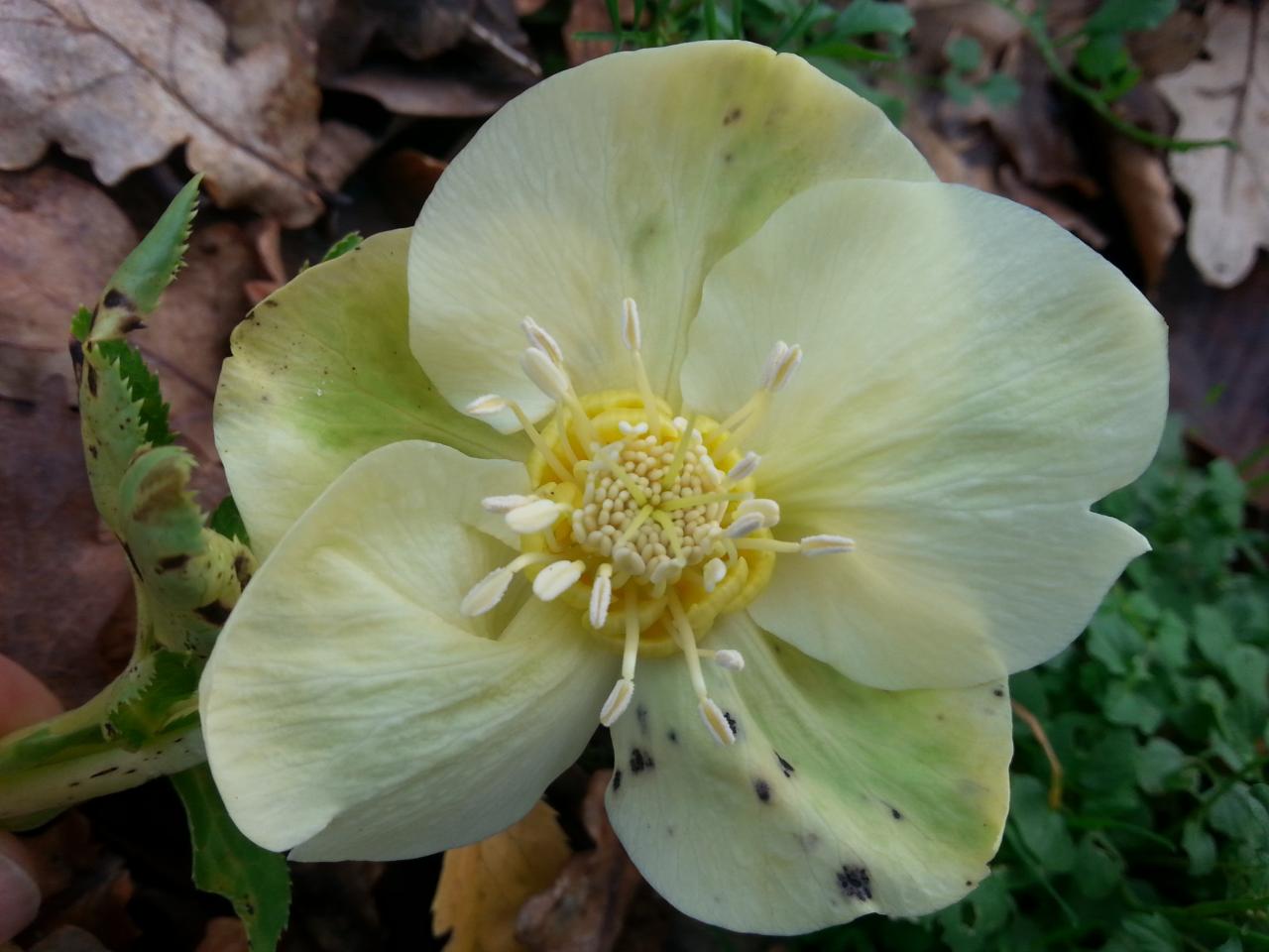 Helleborus orientalis 'Super Yellow' WS