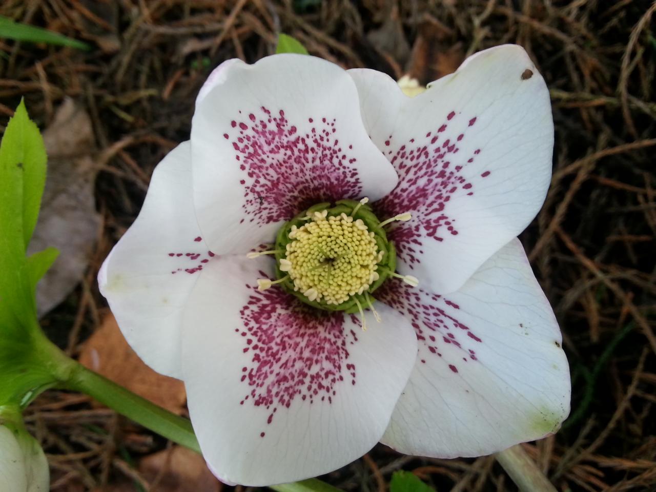 Helleborus orientalis 'White Spotted' WS (2)