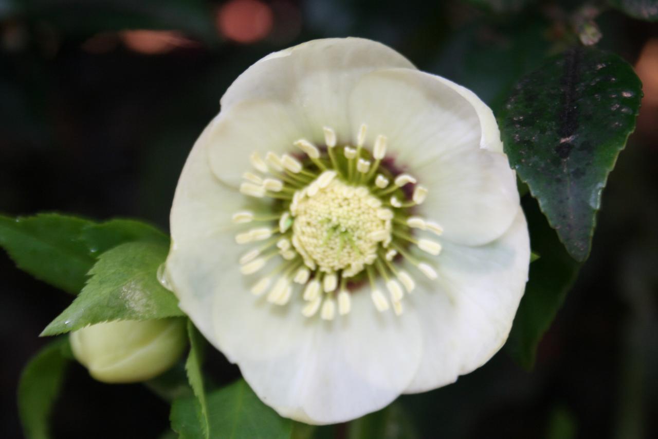 Helleborus orientalis 'White' Wilgenbroek Selection