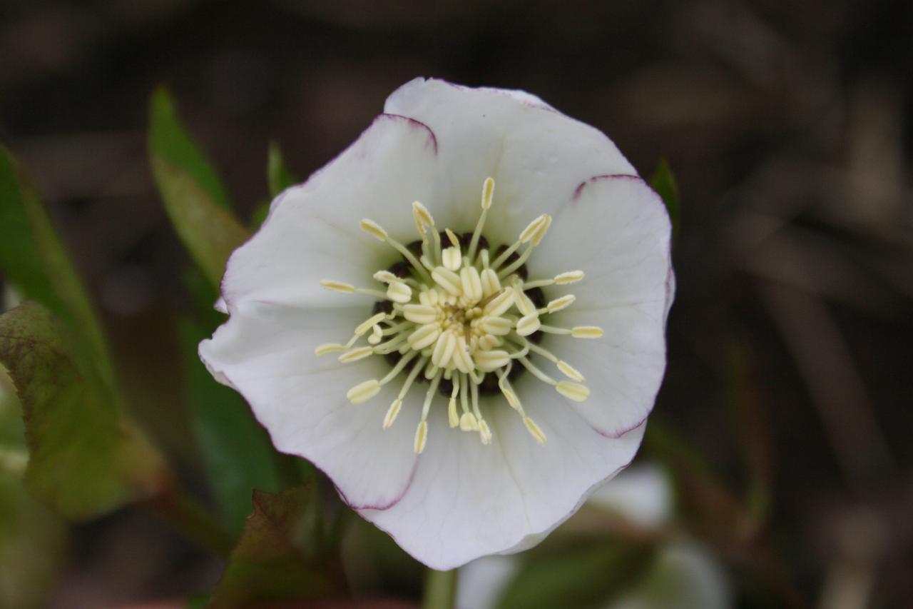 Helleborus orientalis 'White with Pink-Red Edge' WS-3-