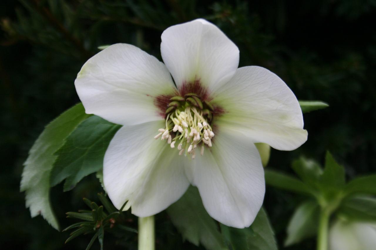 Helleborus orientalis 'White with Red Center' Wilgenbroek Selection