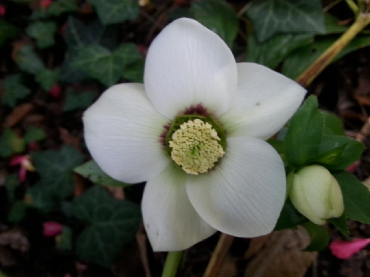 Helleborus orientalis 'White' WS