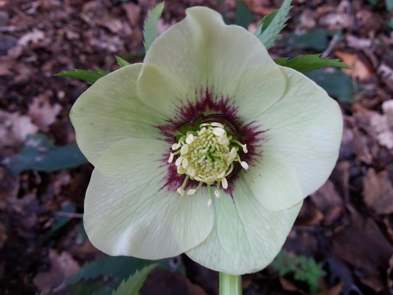 Helleborus orientalis 'Yellow Spotted' WS mauvais nom