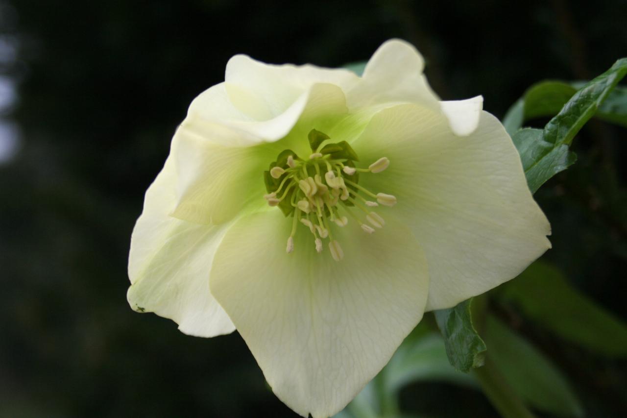 Helleborus orientalis 'Yellow' Wilgenbroek Selection