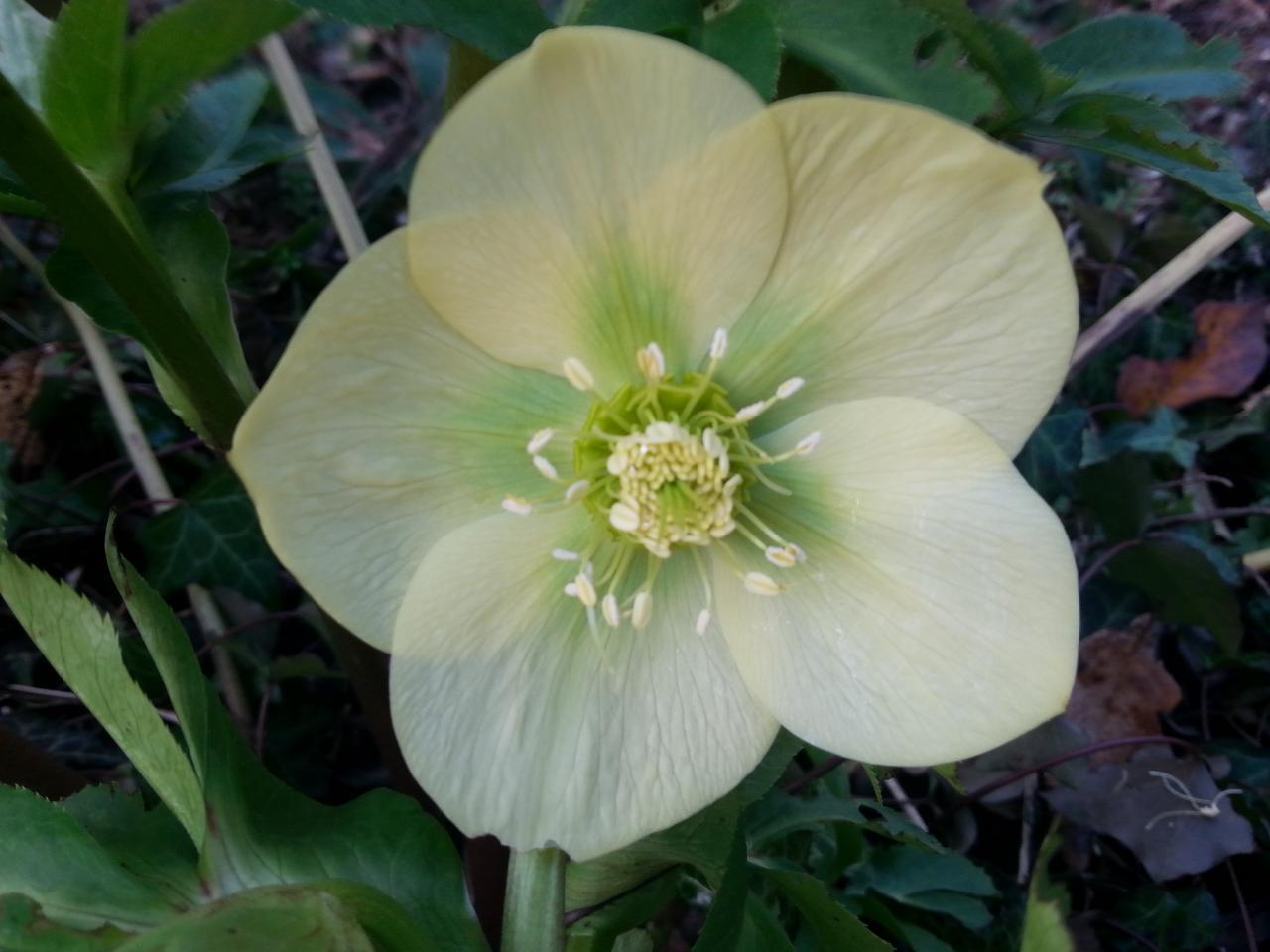 Helleborus orientalis 'Yellow' WS (2)