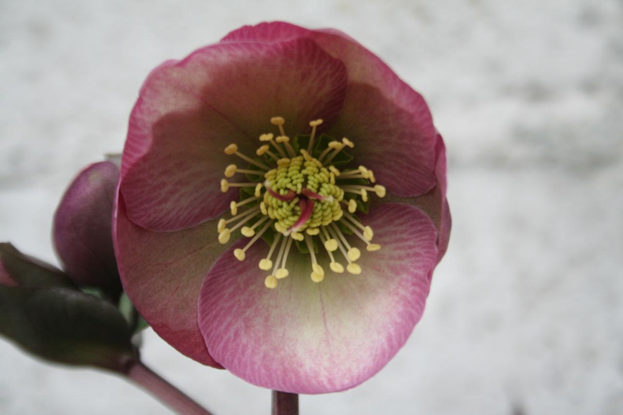 Helleborus PENNY'S PINK® 'ABCRD01'-2-