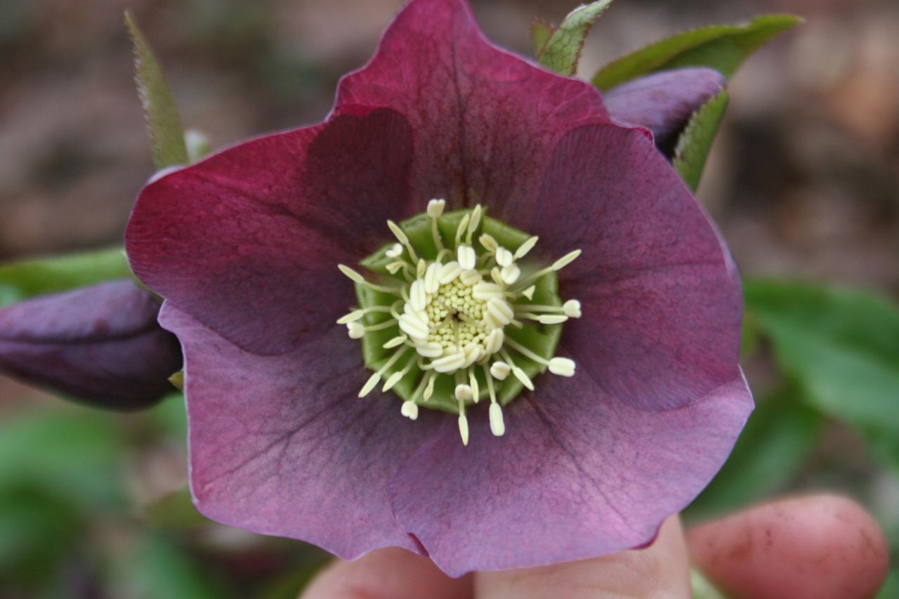 Helleborus purpurascens-4-