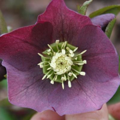 Helleborus purpurascens-4-