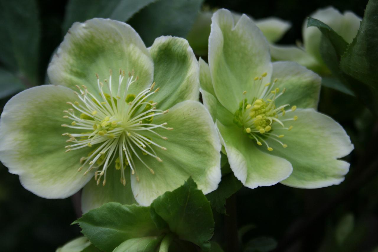 Helleborus 'Royal Sofia'