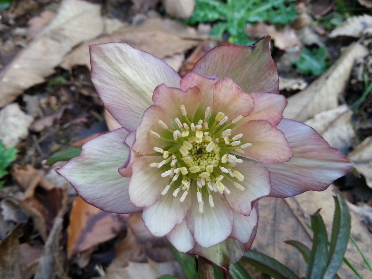 Helleborus torquatus 'Party Dress'