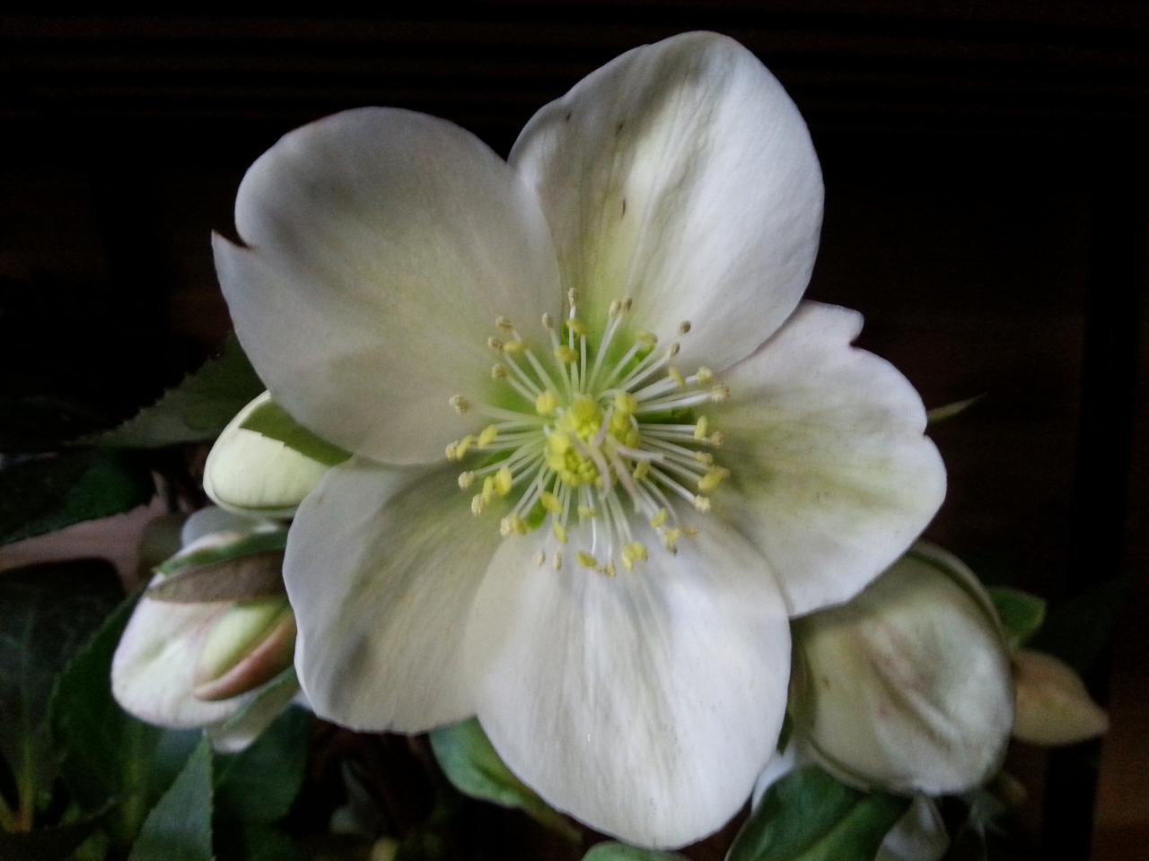 Helleborus x 'Anna'