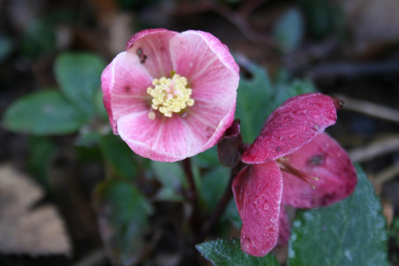 Helleborus xericsmithii  HGC PINK FROST® 'Coseh 710'-3-