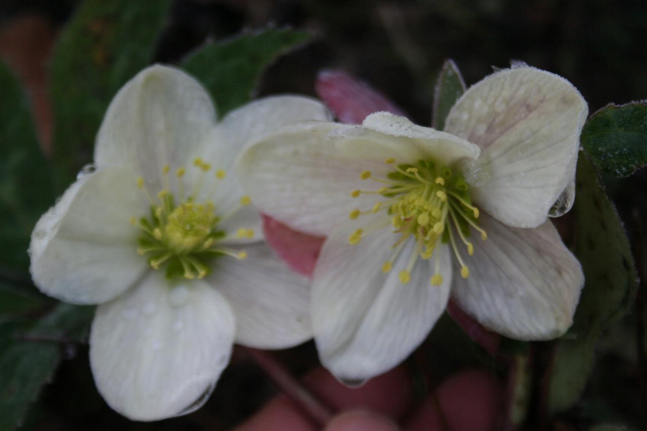 Helleborus xericsmithii WINTER MAGIC® 'Candy Love'-3-