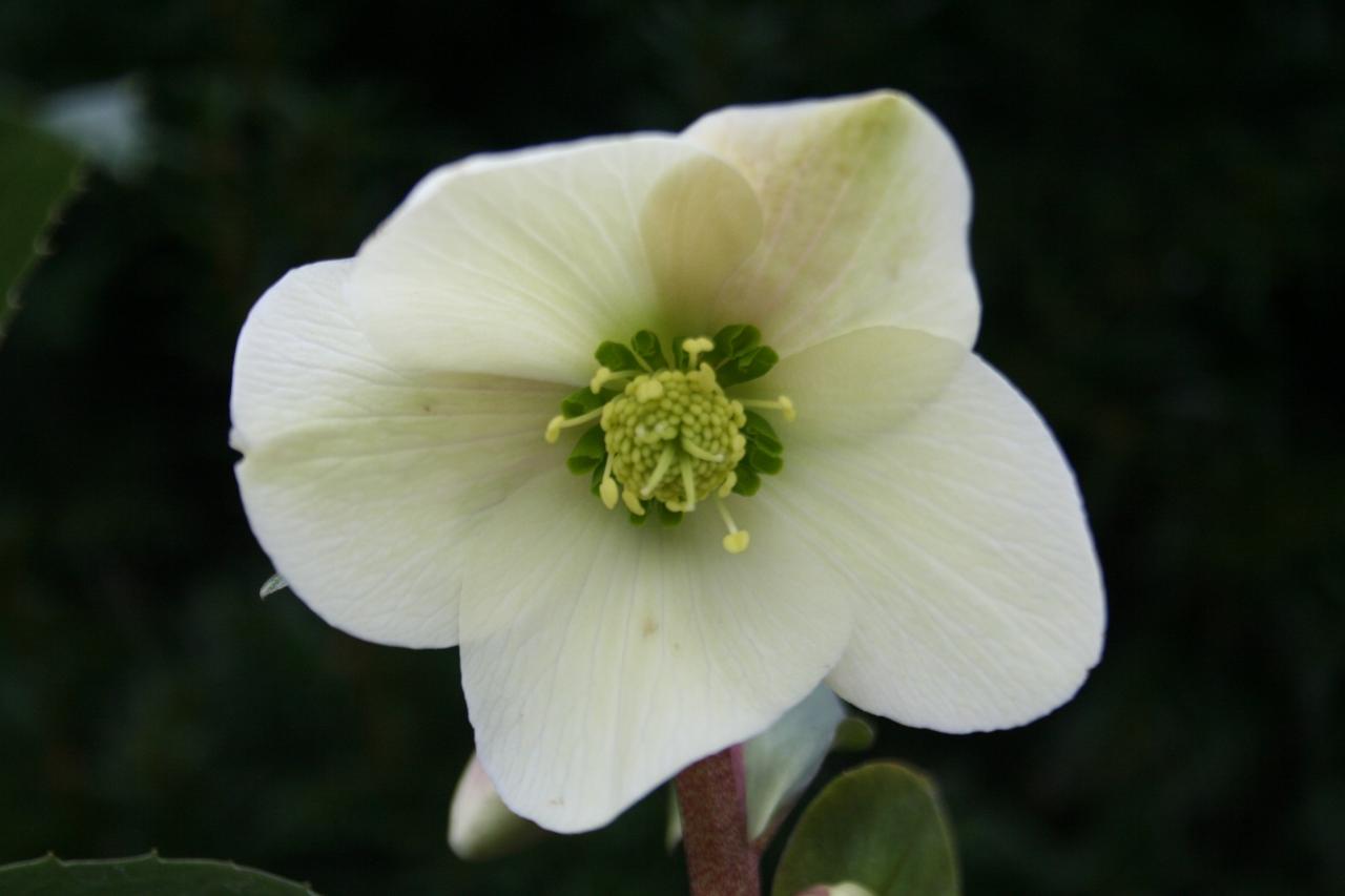 Helleborus xericsmithii WINTER MAGIC® 'Candy Love'-8-