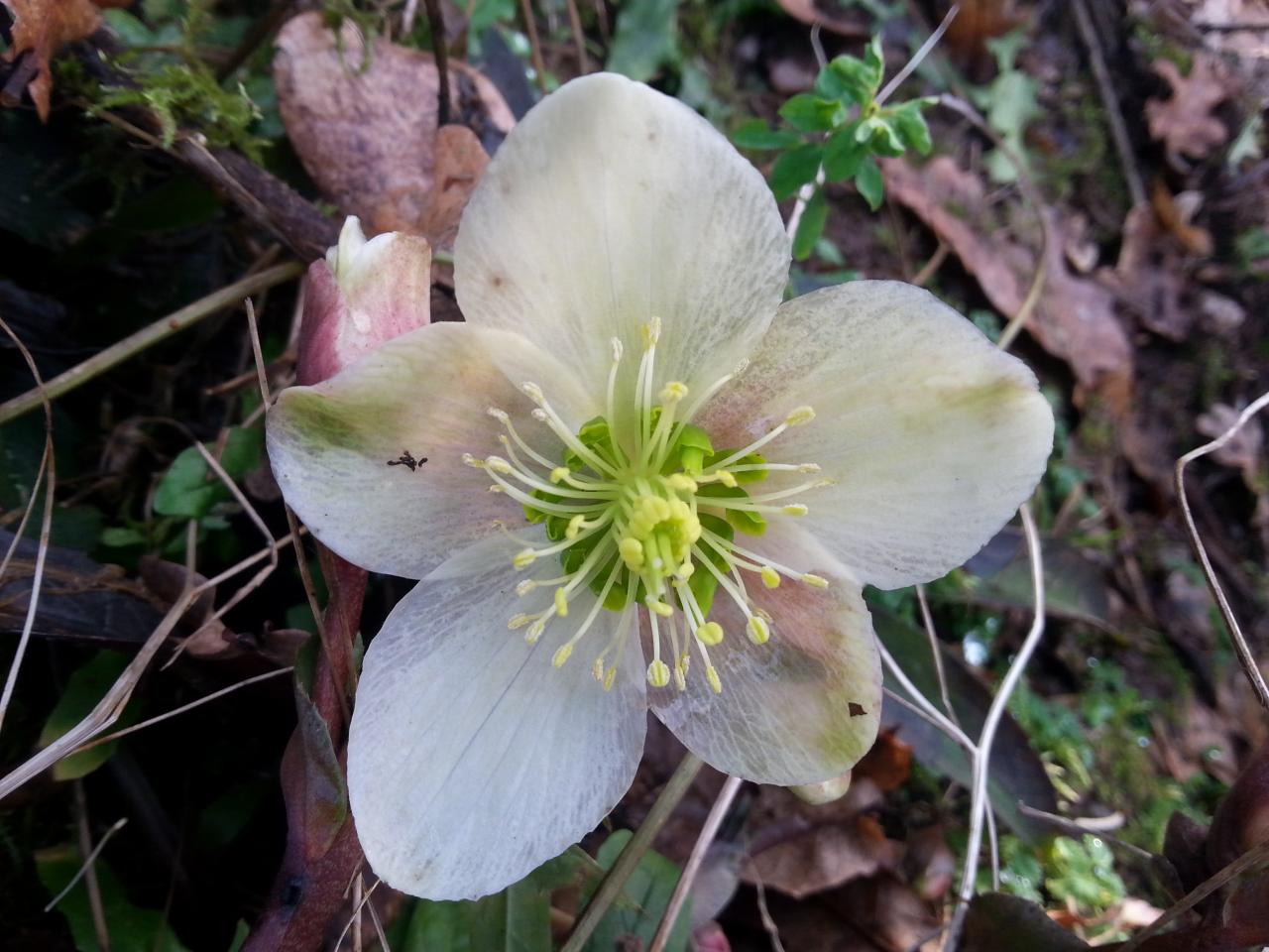 Helleborus xnigercors 'Emma'®